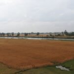 गेहूं की फसल का खेत — सांकेतिक तस्वीर