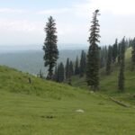 बडगाम के दूधपथरी क्षेत्र के जंगल — सांकेतिक तस्वीर