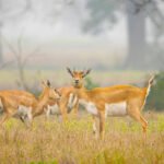 सांकेतिक चित्र: घास के मैदान में कृष्णमृग