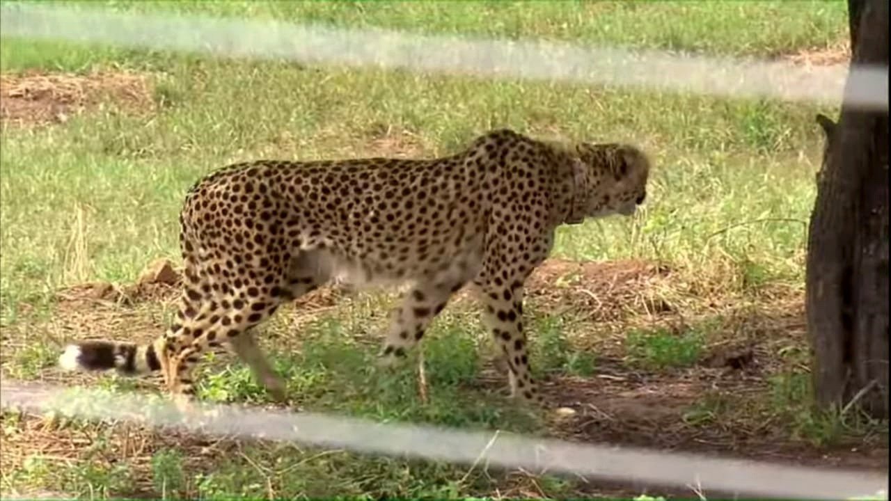 A cheetah at Kuno National Park