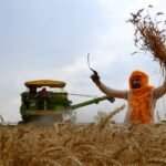 गेहूं के खेत में फसल काटता किसान
