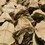 तेंदूपत्ता के बंधे हुए गठ्ठर — संग्राहकों को मिलने वाले बोनस का प्रतीक