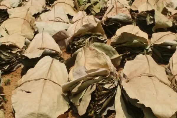 तेंदूपत्ता के बंधे हुए गठ्ठर — संग्राहकों को मिलने वाले बोनस का प्रतीक
