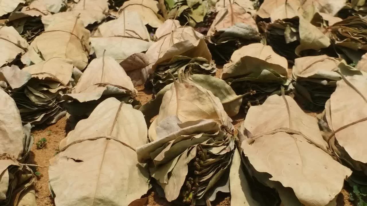 तेंदूपत्ता के बंधे हुए गठ्ठर — संग्राहकों को मिलने वाले बोनस का प्रतीक