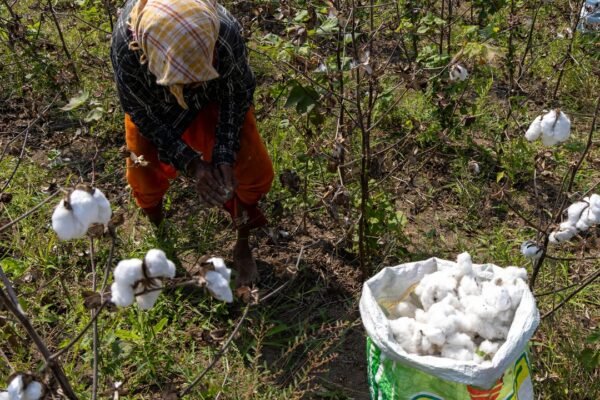 कपास के खेत में फसल चुनता किसान (सांकेतिक तस्वीर)