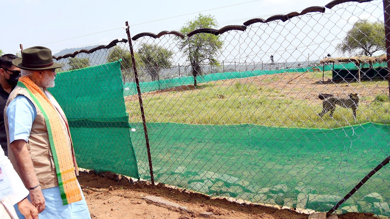 Prime Minister Narendra Modi at Kuno National Park during the cheetah release ceremony (file photo)