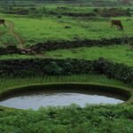 मानसून सीजन में हरे-भरे खेत और तालाब की सांकेतिक तस्वीर