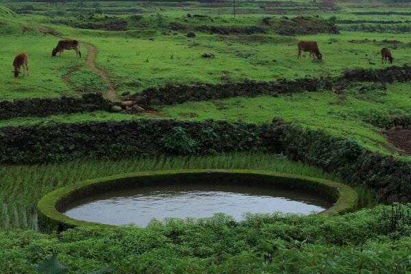 मानसून सीजन में हरे-भरे खेत और तालाब की सांकेतिक तस्वीर