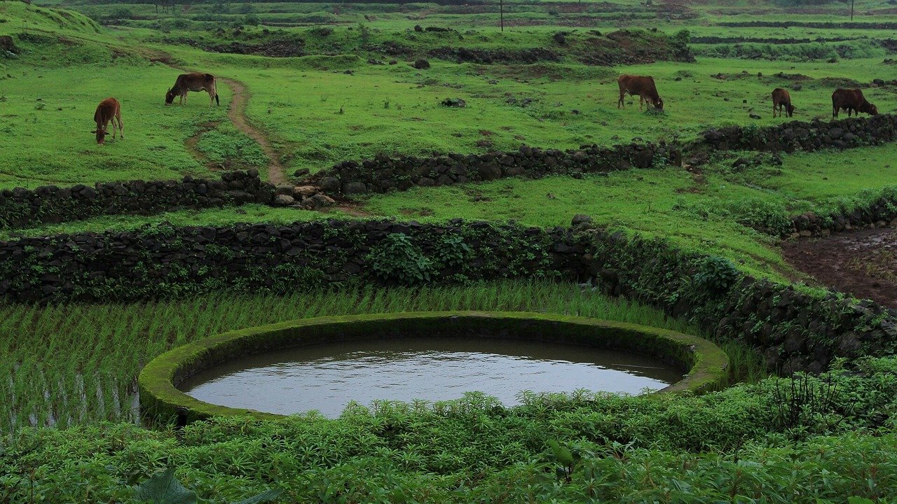 मानसून सीजन में हरे-भरे खेत और तालाब की सांकेतिक तस्वीर