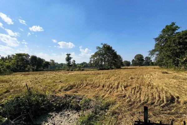 कटाई के समय धान का खेत (सांकेतिक तस्वीर)