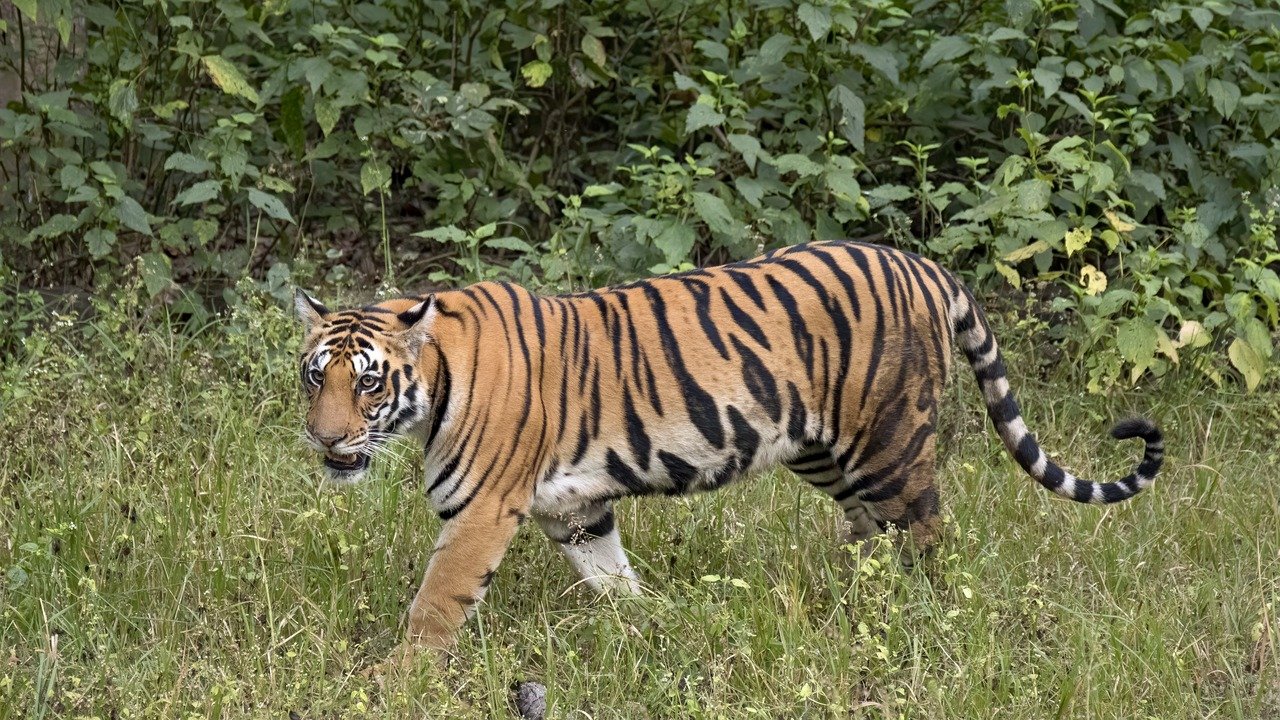बाघ