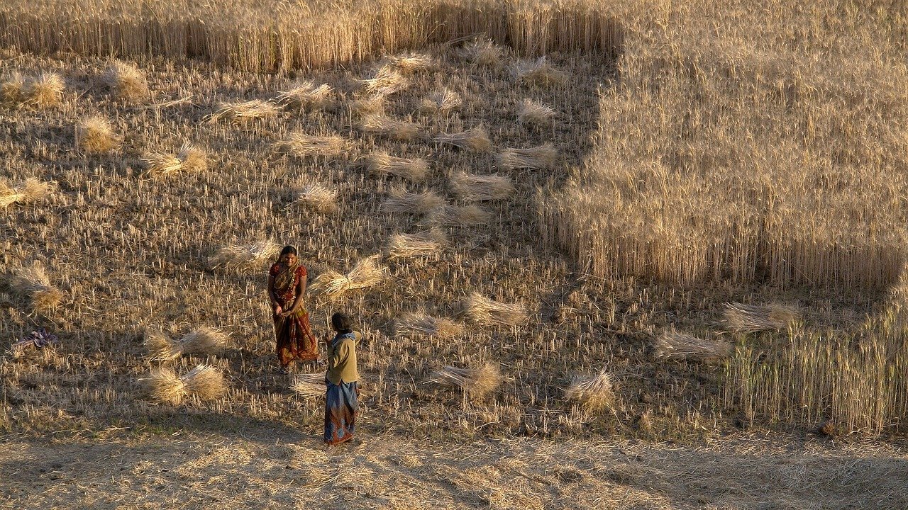 मध्यप्रदेश के रायसेन जिले में गेहूं की कटाई
