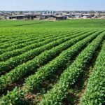 सोयाबीन की फसल और मंडी का चित्र — भावांतर योजना / Symbolic image of soybean crop and mandi — bhavantar scheme
