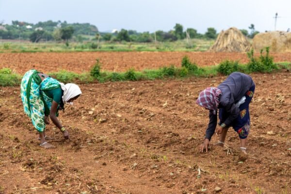 पीएम किसान 24वीं किस्त — सांकेतिक चित्र: खेत में बीज बोती महिला किसान
