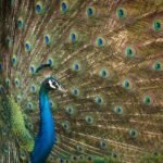 Peacock conservation project announced in Madhya Pradesh (representational image)
