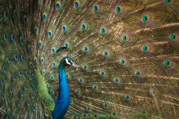 Peacock conservation project announced in Madhya Pradesh (representational image)