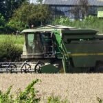 Combine harvester working in a wheat field