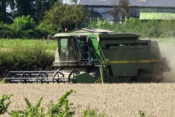 Combine harvester working in a wheat field